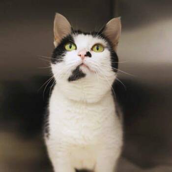 Maizy -  Domestic Short Hair Cat for Adoption in Atlanta, Georgia - Maizy | PetCurious