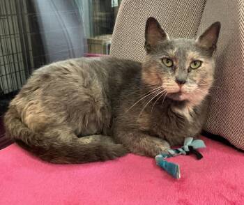 Portia -  Dilute Tortoiseshell and Domestic Short Hair Cat for Adoption in Dublin, Ohio - Portia | PetCurious