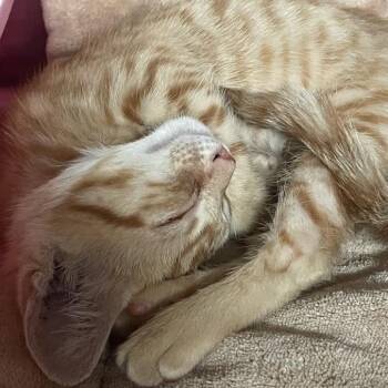1005-C26 -  Domestic Short Hair Cat for Adoption in Port Charlotte, Florida - 1005-C26 | PetCurious