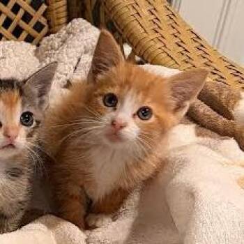 Raphael -  Domestic Short Hair Cat for Adoption in South Elgin, Illinois - Raphael | PetCurious