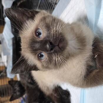 Teddy Bear -  Siamese Cat for Adoption in Columbia, Missouri - Teddy Bear | PetCurious