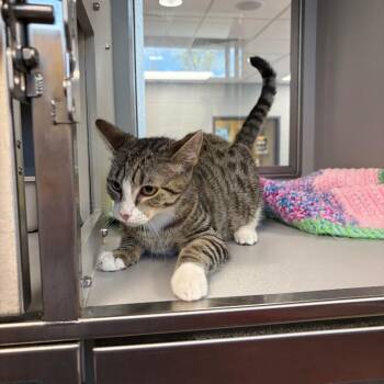Esme -  Domestic Short Hair Cat for Adoption in Nevada, Missouri - Esme | PetCurious