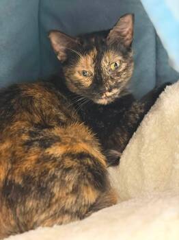 Belle (and Sebastian) -  Tortoiseshell and Domestic Short Hair Cat for Adoption in Walnut Creek, California - Belle (and Sebastian) | PetCurious