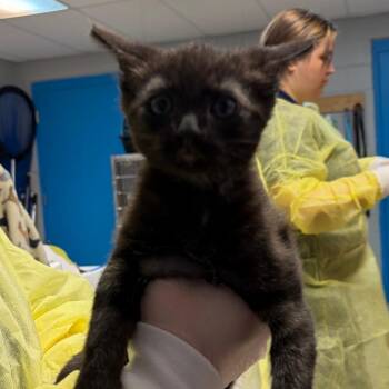 Domestic Short Hair Cats Available for Adoption - Woodstock | PetCurious