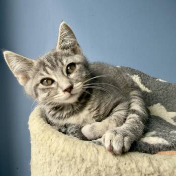 Karol G -  Domestic Short Hair Cat for Adoption in San Pablo, California - Karol G | PetCurious