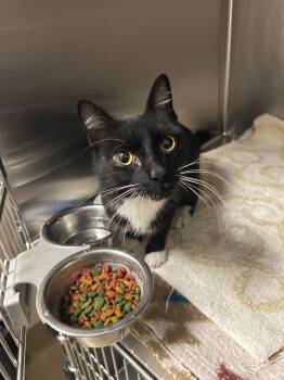 Domestic Short Hair Cats Available for Adoption - Hayes | PetCurious