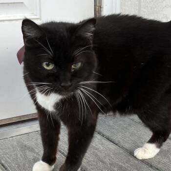 Domestic Short Hair Cats Available for Adoption - Sunny | PetCurious