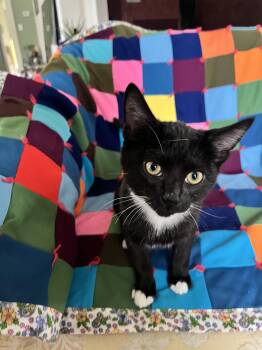 Rescue Tuxedo Cats for Adoption in Springfield, Oregon - Tip | PetCurious