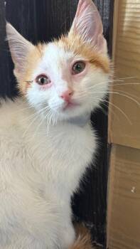 Monsoon (Grey) -  Domestic Short Hair Cat for Adoption in Clarksville, Tennessee - Monsoon (Grey) | PetCurious