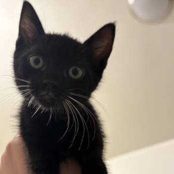 Bolillo -  Domestic Short Hair Cat Available for Adoption in Los Angeles, California - Bolillo | PetCurious