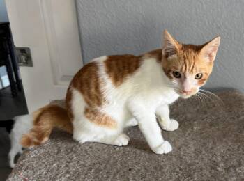 Kick -  Domestic Short Hair Cat for Adoption in San Jacinto, California - Kick | PetCurious
