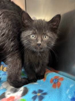 Rescue Domestic Short Hair Cats for Adoption in Findlay, Ohio - Coal | PetCurious
