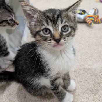 26-211 Porcini -  Domestic Short Hair Cat for Adoption in North Branford, Connecticut - 26-211 Porcini | PetCurious