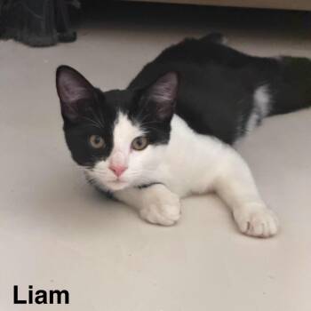 Liam Lola BIC NV -  Domestic Short Hair Cat for Adoption in Las Vegas, Nevada - Liam Lola BIC NV | PetCurious