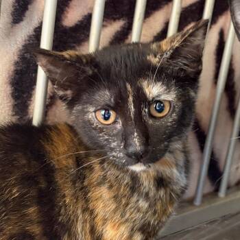 Jennifur -  Domestic Short Hair Cat for Adoption in Goleta, California - Jennifur | PetCurious