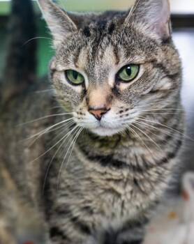 LULU -  Domestic Short Hair Cat for Adoption in Boston, Massachusetts - LULU | PetCurious