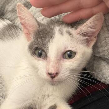 Aragog -  Domestic Short Hair Cat for Adoption in Fredericksburg, Virginia - Aragog | PetCurious