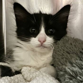 Rescue Domestic Medium Hair Cats for Adoption in Oakland, California - Jerico | PetCurious