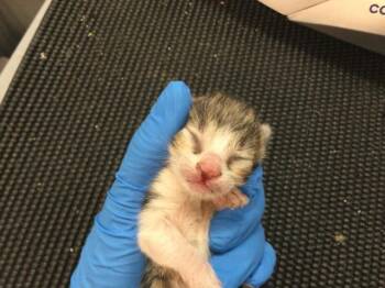 GROOT -  Domestic Short Hair Cat for Adoption in Thousand Palms, California - GROOT | PetCurious