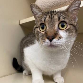 Domestic Short Hair Cats Available for Adoption in Dayton, Ohio - Pebbles | PetCurious