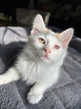 Butterscotch -  Domestic Medium Hair Cat for Adoption in West Mifflin, Pennsylvania - Butterscotch | PetCurious