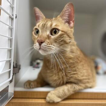 Ace -  Domestic Short Hair Cat for Adoption in Champaign, Illinois - Ace | PetCurious