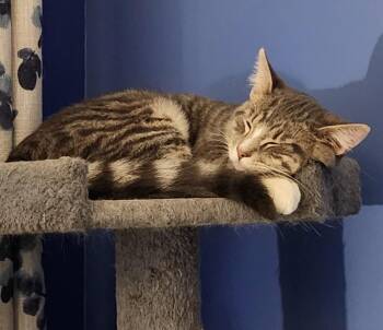 Domestic Medium Hair Cats Available for Adoption - Chaser25 | PetCurious