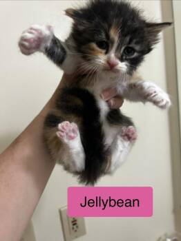 Jellybean -  Domestic Short Hair Cat for Adoption - Jellybean | PetCurious