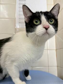 Rescue Domestic Short Hair Cats for Adoption in San Antonio, Texas - Beelzebub | PetCurious