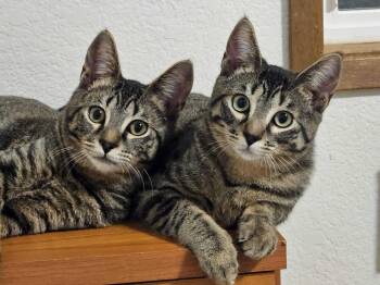 Domestic Short Hair Cats Available for Adoption - Cholla And Chicory | PetCurious
