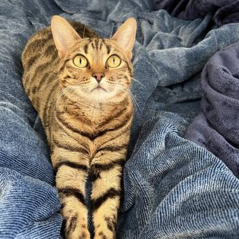 Domestic Short Hair and Bengal Cats Available for Adoption - Penni C111248 | PetCurious
