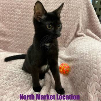 Cha Cha -  Domestic Short Hair Cat for Adoption in Raleigh, North Carolina - Cha Cha | PetCurious
