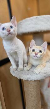 Noodle -  Domestic Short Hair Cat for Adoption in Rowlett, Texas - Noodle | PetCurious
