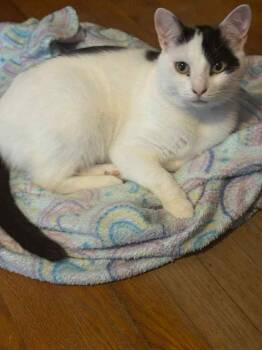 Rescue Domestic Short Hair Cats for Adoption in Herndon, Virginia - Patches | PetCurious