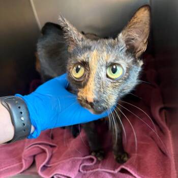 Margo -  Domestic Short Hair Cat for Adoption in Council Bluffs, Iowa - Margo | PetCurious