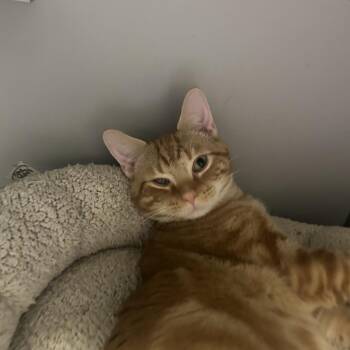 Domestic Short Hair Cats Available for Adoption in Columbus, North Carolina - Orange Slice | PetCurious