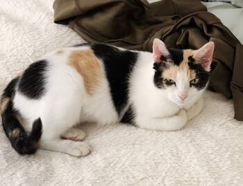Tina -  Domestic Short Hair Cat for Adoption in Stratham, New Hampshire - Tina | PetCurious