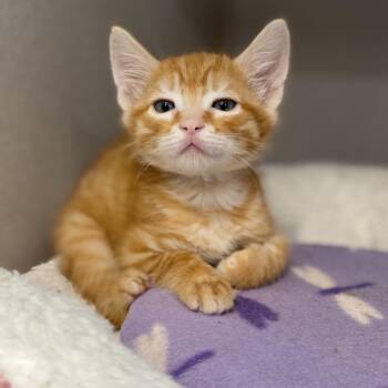 Nate -  Domestic Short Hair Cat for Adoption in Grantsville, Utah - Nate | PetCurious