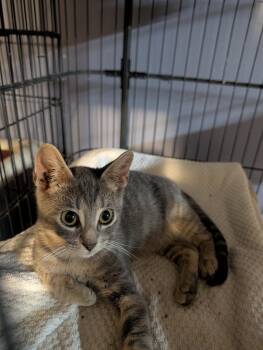 Domestic Short Hair Cats Available for Adoption in Pompano Beach, Florida - Noah | PetCurious