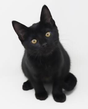 Bombay Cats Available for Adoption in Bedford Hills, New York - Julep Is A JOY! Sweetest Kitten Ever!    | PetCurious