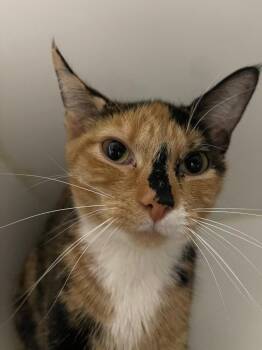 Domestic Short Hair Cats Available for Adoption in Henderson, North Carolina - Grasshopper | PetCurious