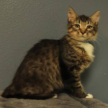 Arrax -  Domestic Medium Hair Cat for Adoption in Lakeland, Florida - Arrax | PetCurious