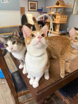 Rescue Tabby Cats for Adoption in Parlier, California - Cat 26878 (Buster) | PetCurious