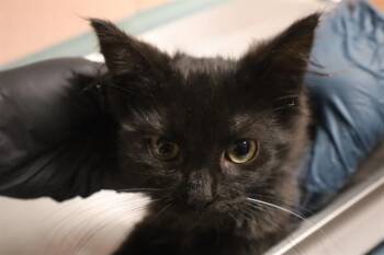 RAVEN -  Domestic Short Hair Cat for Adoption in Columbia, South Carolina - RAVEN | PetCurious
