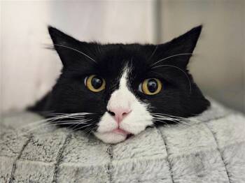 Rescue Domestic Short Hair Cats for Adoption in Brentwood, Missouri - PEPPER | PetCurious