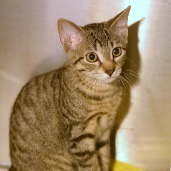 Freedom -  Domestic Short Hair Cat for Adoption in Belleville, Illinois - Freedom | PetCurious