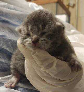 Domestic Short Hair Cats Available for Adoption in Ocala, Florida - A380028 | PetCurious