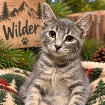 Wilder -  Domestic Short Hair Cat for Adoption in Quincy, Ohio - Wilder | PetCurious