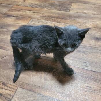 Piano -  Domestic Short Hair Cat for Adoption in Greensboro, North Carolina - Piano | PetCurious