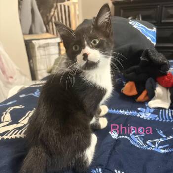 Rhinoa -  Domestic Short Hair Cat for Adoption - Rhinoa | PetCurious